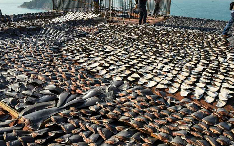 Fecha roja Surgir Perenne Vacios legales facilitan el comercio de aletas de tiburón en Ecuador